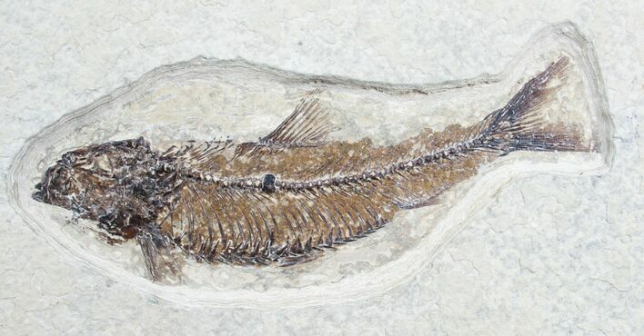 Knightia Fish Fossil - Wyoming #7522